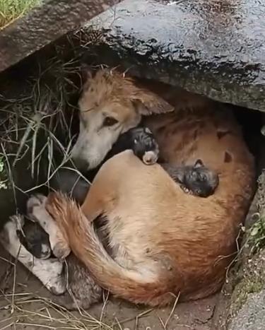 Part2 Animals Rescue #dogrescue #rescuedog #dogsofttiktok #foryoupage #foryou #dogs