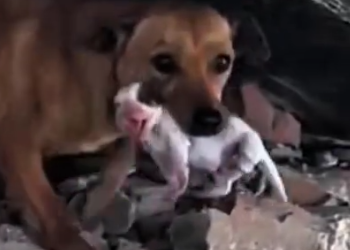 Part2 Animals Rescue #dogrescue #rescuedog #dogsofttiktok #foryoupage #foryou #dogs