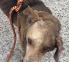 Part2 Animals Rescue #dogrescue #rescuedog #dogsofttiktok #foryoupage #foryou #dogs