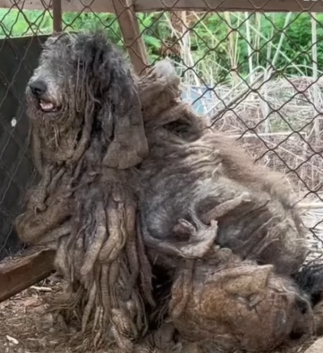 Part2 Animals Rescue #dogrescue #rescuedog #dogsofttiktok #foryoupage #foryou #dogs