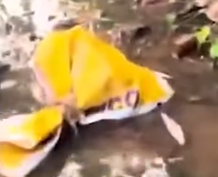 Part2 Animals Rescue #dogrescue #rescuedog #dogsofttiktok #foryoupage #foryou #dogs