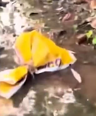 Part2 Animals Rescue #dogrescue #rescuedog #dogsofttiktok #foryoupage #foryou #dogs