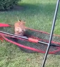 Part2 Animals Rescue #dogrescue #rescuedog #dogsofttiktok #foryoupage #foryou #dogs