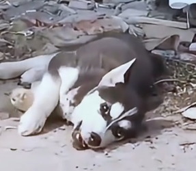 Part2 Animals Rescue #dogrescue #rescuedog #dogsofttiktok #foryoupage #foryou #dogs