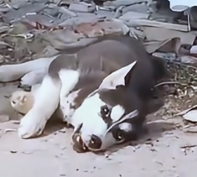 Part2 Animals Rescue #dogrescue #rescuedog #dogsofttiktok #foryoupage #foryou #dogs