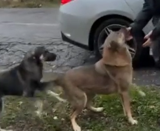 Part2 Animals Rescue #dogrescue #rescuedog #dogsofttiktok #foryoupage #foryou #dogs