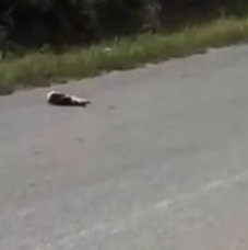 Part2 Animals Rescue #dogrescue #rescuedog #dogsofttiktok #foryoupage #foryou #dogs