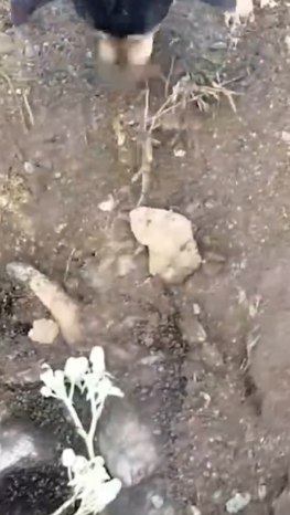 Part2 Animals Rescue #dogrescue #rescuedog #dogsofttiktok #foryoupage #foryou #dogs