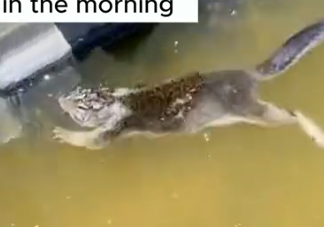 Part2 Animals Rescue #dogrescue #rescuedog #dogsofttiktok #foryoupage #foryou #dogs