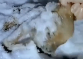 Part2 Animals Rescue #dogrescue #rescuedog #dogsofttiktok #foryoupage #foryou #dogs