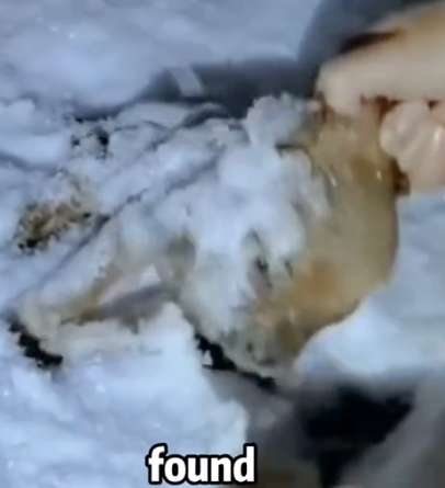 Part2 Animals Rescue #dogrescue #rescuedog #dogsofttiktok #foryoupage #foryou #dogs