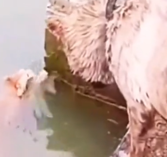 Part2 Animals Rescue #dogrescue #rescuedog #dogsofttiktok #foryoupage #foryou #dogs