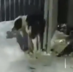 Part2 Animals Rescue #dogrescue #rescuedog #dogsofttiktok #foryoupage #foryou #dogs