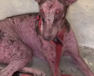 Part2 Animals Rescue #dogrescue #rescuedog #dogsofttiktok #foryoupage #foryou #dogs