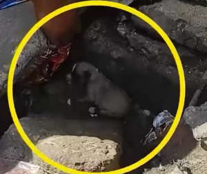 Part2 Animals Rescue #dogrescue #rescuedog #dogsofttiktok #foryoupage #foryou #dogs