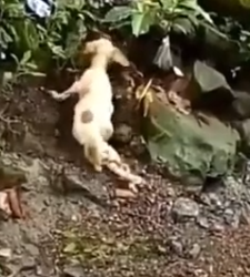 Part2 Animals Rescue #dogrescue #rescuedog #dogsofttiktok #foryoupage #foryou #dogs