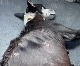 Part2 Animals Rescue #dogrescue #rescuedog #dogsofttiktok #foryoupage #foryou #dogs