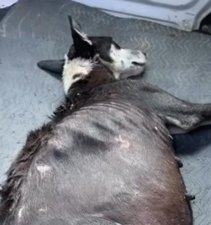 Part2 Animals Rescue #dogrescue #rescuedog #dogsofttiktok #foryoupage #foryou #dogs