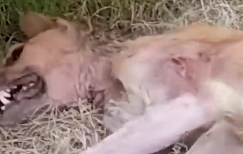 Part2 Animals Rescue #dogrescue #rescuedog #dogsofttiktok #foryoupage #foryou #dogs