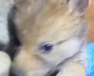 Part2 Animals Rescue #dogrescue #rescuedog #dogsofttiktok #foryoupage #foryou #dogs