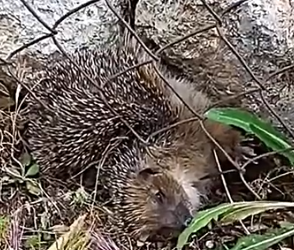 Part2 Animals Rescue #dogrescue #rescuedog #dogsofttiktok #foryoupage #foryou #dogs