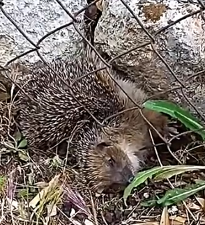 Part2 Animals Rescue #dogrescue #rescuedog #dogsofttiktok #foryoupage #foryou #dogs