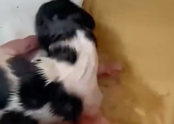 Part2 Animals Rescue #dogrescue #rescuedog #dogsofttiktok #foryoupage #foryou #dogs