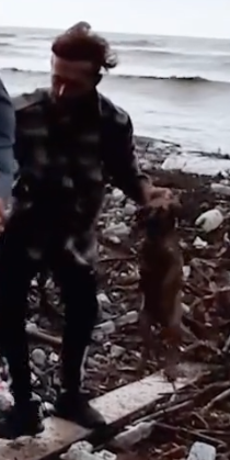 Part2 Animals Rescue #dogrescue #rescuedog #dogsofttiktok #foryoupage #foryou #dogs