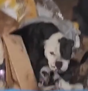 Part2 Animals Rescue #dogrescue #rescuedog #dogsofttiktok #foryoupage #foryou #dogs