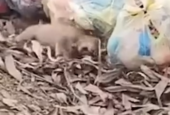 Part2 Animals Rescue #dogrescue #rescuedog #dogsofttiktok #foryoupage #foryou #dogs