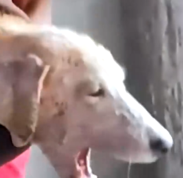 Part2 Animals Rescue #dogrescue #rescuedog #dogsofttiktok #foryoupage #foryou #dogs