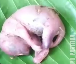 Part2 Animals Rescue #dogrescue #rescuedog #dogsofttiktok #foryoupage #foryou #dogs