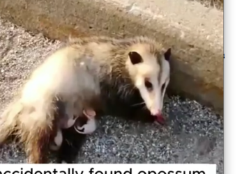 Part2 Animals Rescue #dogrescue #rescuedog #dogsofttiktok #foryoupage #foryou #dogs