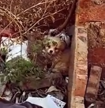 Part2 Animals Rescue #dogrescue #rescuedog #dogsofttiktok #foryoupage #foryou #dogs