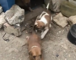Part2 Animals Rescue #dogrescue #rescuedog #dogsofttiktok #foryoupage #foryou #dogs