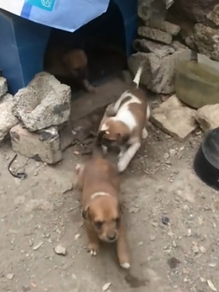 Part2 Animals Rescue #dogrescue #rescuedog #dogsofttiktok #foryoupage #foryou #dogs