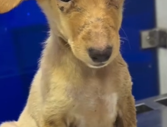 Part2 Animals Rescue #dogrescue #rescuedog #dogsofttiktok #foryoupage #foryou #dogs