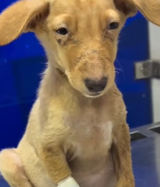 Part2 Animals Rescue #dogrescue #rescuedog #dogsofttiktok #foryoupage #foryou #dogs