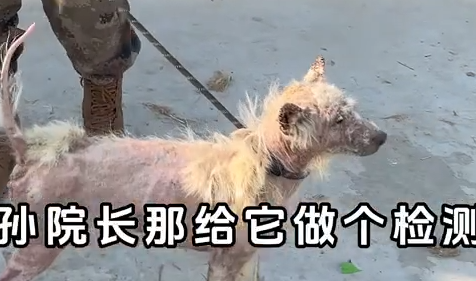 Part2 Animals Rescue #dogrescue #rescuedog #dogsofttiktok #foryoupage #foryou #dogs