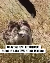 Part2 Animals Rescue #dogrescue #rescuedog #dogsofttiktok #foryoupage #foryou #dogs