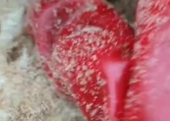 Part2 Animals Rescue #dogrescue #rescuedog #dogsofttiktok #foryoupage #foryou #dogs