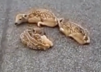 Part2 Animals Rescue #dogrescue #rescuedog #dogsofttiktok #foryoupage #foryou #dogs