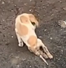 Part2 Animals Rescue #dogrescue #rescuedog #dogsofttiktok #foryoupage #foryou #dogs