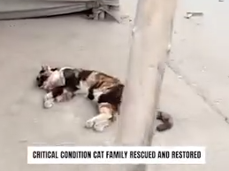 Part2 Animals Rescue #dogrescue #rescuedog #dogsofttiktok #foryoupage #foryou #dogs