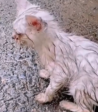 Part2 Animals Rescue #dogrescue #rescuedog #dogsofttiktok #foryoupage #foryou #dogs