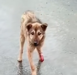 Part2 Animals Rescue #dogrescue #rescuedog #dogsofttiktok #foryoupage #foryou #dogs