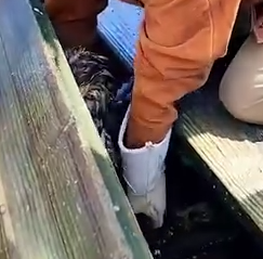 Part2 Animals Rescue #dogrescue #rescuedog #dogsofttiktok #foryoupage #foryou #dogs