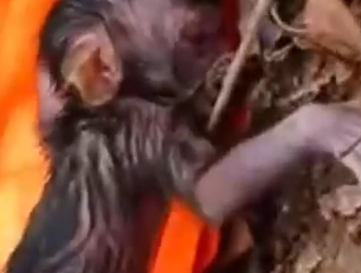 Part2 Animals Rescue #dogrescue #rescuedog #dogsofttiktok #foryoupage #foryou #dogs