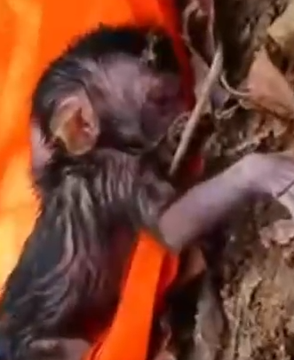 Part2 Animals Rescue #dogrescue #rescuedog #dogsofttiktok #foryoupage #foryou #dogs