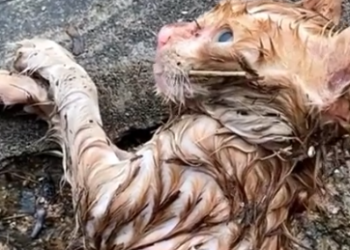 Part2 Animals Rescue #dogrescue #rescuedog #dogsofttiktok #foryoupage #foryou #dogs